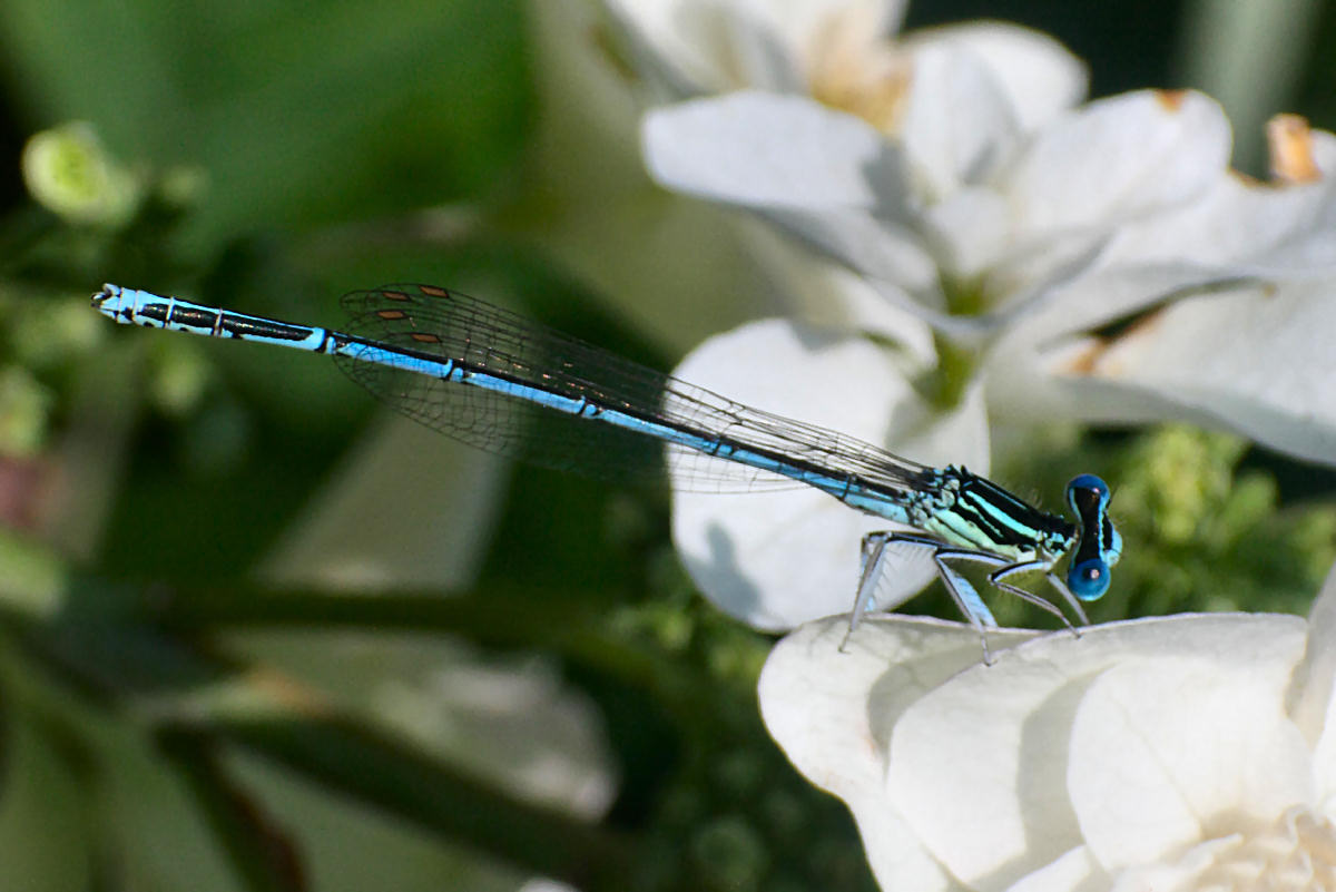 libellulina da identificare: Platycnemis pennipes